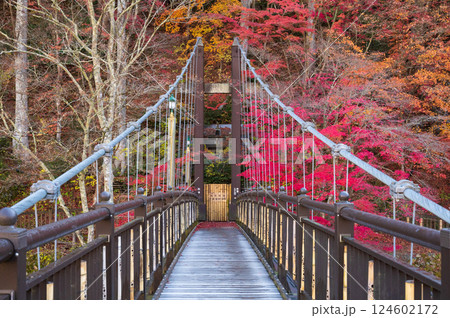 初霜と紅葉、塩原温泉郷「紅の吊橋」2021 124602172