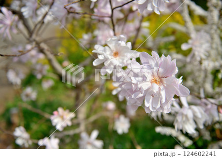 善福寺公園　白色に染まったシデコブシ 春の花 124602241