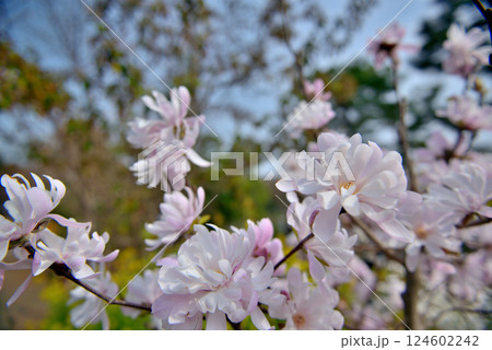 善福寺公園 白色に染まったシデコブシ 春の花 善福寺公園 白色に染まったシデコブシ 春の花 124602242