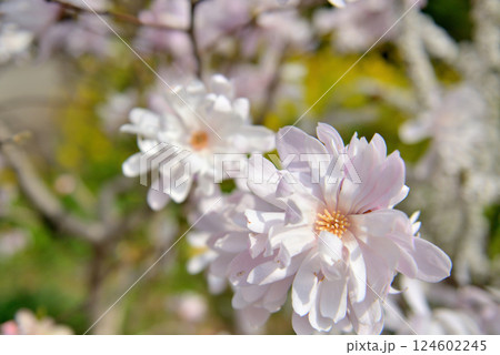 善福寺公園 白色に染まったシデコブシ 春の花 善福寺公園 白色に染まったシデコブシ 春の花 124602245
