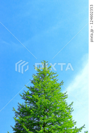 爽やかな青空と銀杏の若葉 124602353