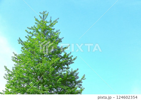 爽やかな青空と銀杏の若葉 爽やかな青空と銀杏の若葉 124602354