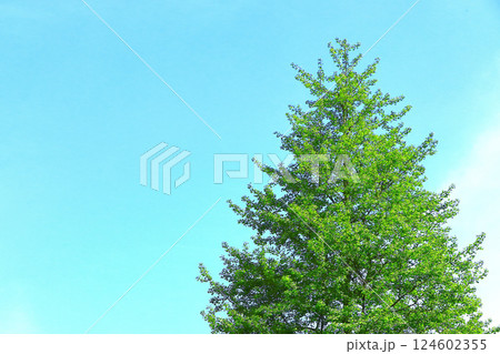 爽やかな青空と銀杏の若葉 爽やかな青空と銀杏の若葉 124602355