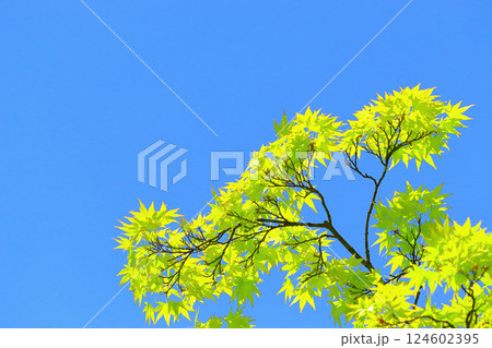快晴の青空と新緑の若葉 124602395