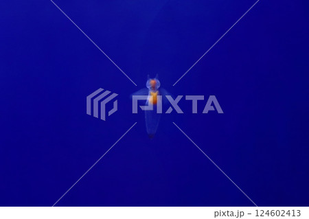 内臓以外が透明になっているクリオネ 124602413