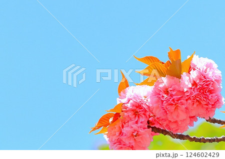 快晴の青空と鮮やかなピンクの八重桜 124602429