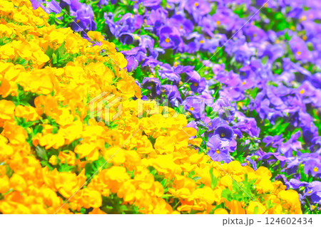 春爛漫・群生する鮮やかな満開のパンジー 124602434
