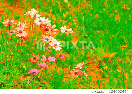 群生する満開のアネモネ 群生する満開のアネモネ 124602444