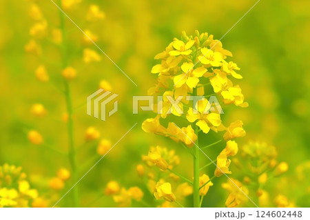 春の訪れを告げる美しい菜の花 124602448