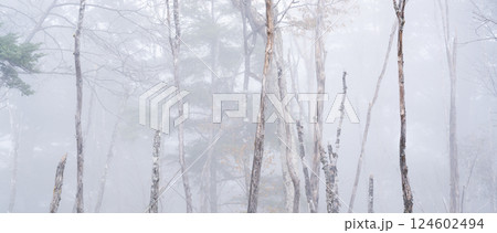 山梨県甲州市　秋の大菩薩嶺 124602494