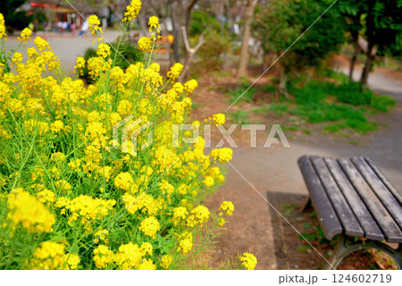 善福寺公園 黄色に染まった菜の花 春の花 善福寺公園 黄色に染まった菜の花 春の花 124602719