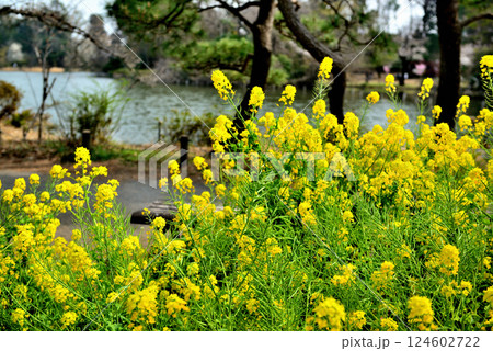 善福寺公園 黄色に染まった菜の花 春の花 善福寺公園 黄色に染まった菜の花 春の花 124602722