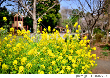 善福寺公園　黄色に染まった菜の花 春の花 124602723