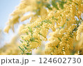 ミモザの花 124602730