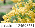ミモザの花 124602731