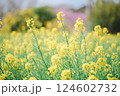 菜の花畑 124602732