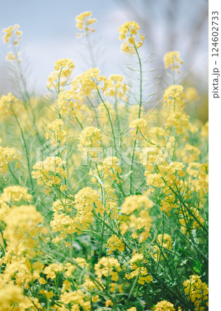菜の花の花 菜の花の花 124602733