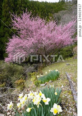 山の斜面を彩る春の花 山の斜面を彩る春の花 124603417