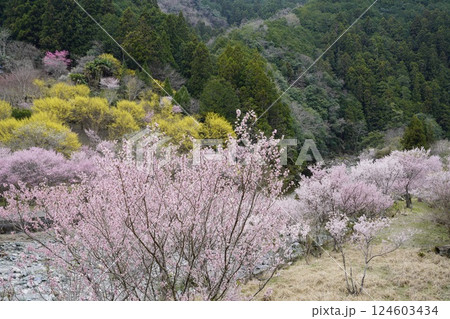 山の斜面を彩る春の花 124603434