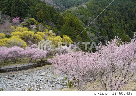 山の斜面を彩る春の花 124603435