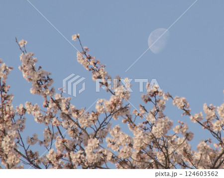 朝日に映える桜と有明けの月 124603562