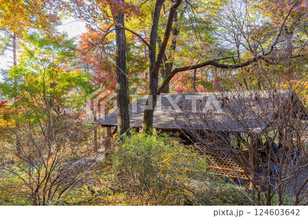 【群馬県】紅葉が美しい赤城自然園・四季の森 124603642
