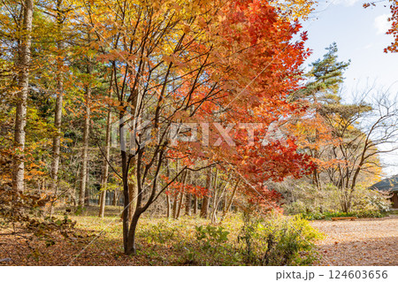 【群馬県】紅葉が美しい赤城自然園・四季の森 124603656