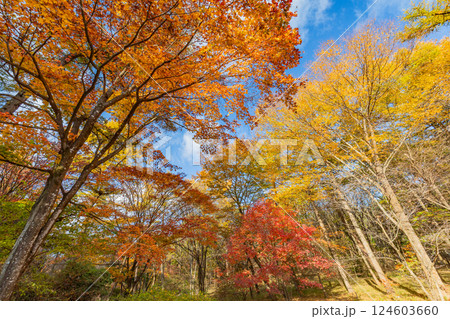 【群馬県】紅葉が美しい赤城自然園・四季の森 124603660