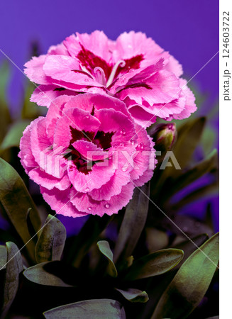 Pink Carnations with Dew Drops on purple Background 124603722