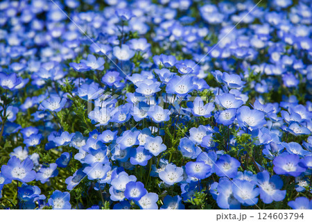 なばなの里の「ネモフィラ」 なばなの里の「ネモフィラ」 124603794