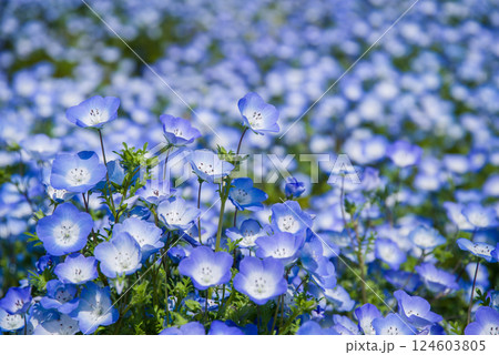 なばなの里の「ネモフィラ」　 124603805