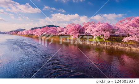 日本の川沿いの満開の桜並木 日本の川沿いの満開の桜並木 124603937