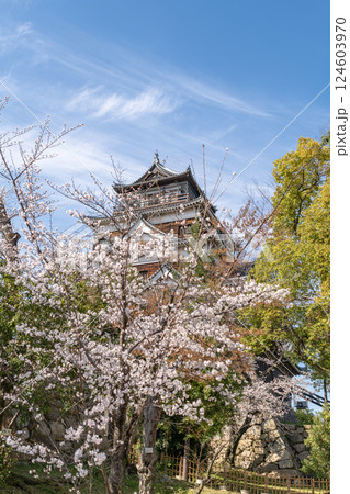 桜に彩られた広島城 124603970