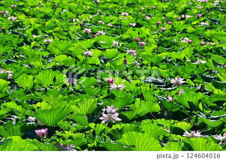 群生する蓮の花 124604016