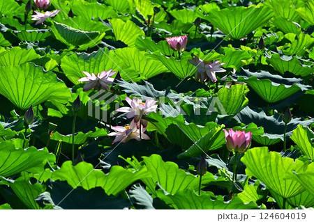 群生する蓮の花 124604019