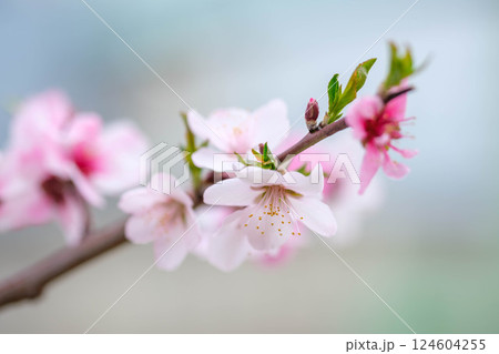 神戸市東灘区の魚崎水辺の散歩道のアーモンド並木 124604255