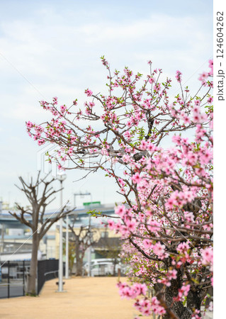 神戸市東灘区の魚崎水辺の散歩道のアーモンド並木 神戸市東灘区の魚崎水辺の散歩道のアーモンド並木 124604262