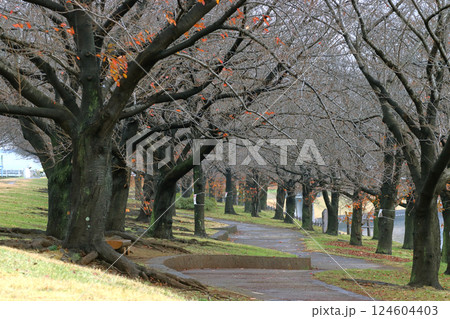冬の荒川赤羽桜堤緑地の桜並木（東京都北区） 124604403