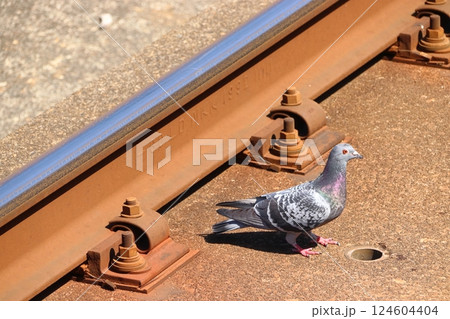 新幹線線路を歩くハト 124604404