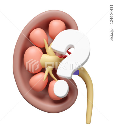 3d human kidney cross section with question mark isolated. health check, medicare, world kidney day concept, 3d illustration render 3d human kidney cross section with question mark isolated. health check, medicare, world kidney day concept, 3d illustration render 124604451