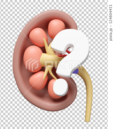 3d human kidney cross section with question mark isolated. health check, medicare, world kidney day concept, 3d illustration render 3d human kidney cross section with question mark isolated. health check, medicare, world kidney day concept, 3d illustration render 124604451