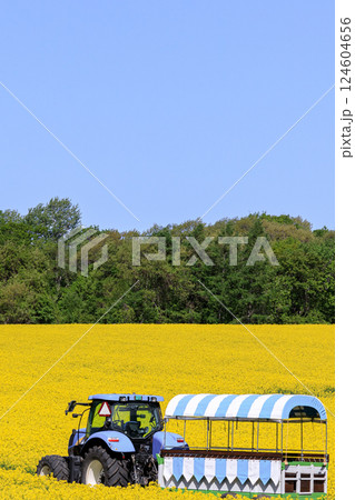 北海道安平町、黄色いじゅうたんに染まる菜の花畑を走るトラクター【5月】 124604656