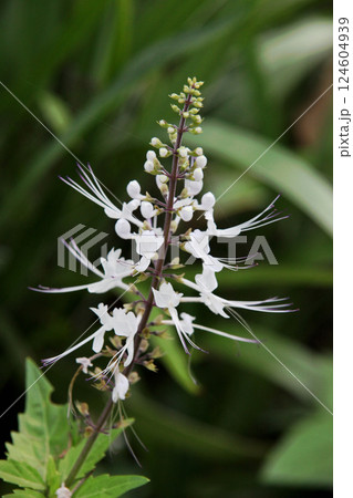 ネコノヒゲ ネコノヒゲ 124604939