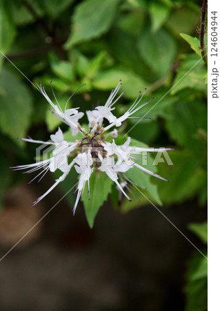 ネコノヒゲ ネコノヒゲ 124604944