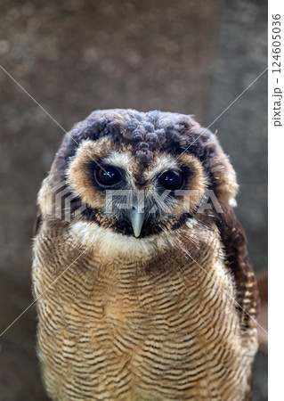 メガネを掛けているようなメガネフクロウ【フクロウ科】 124605036