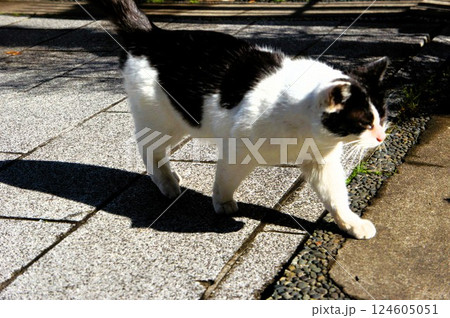 歩道を堂々と歩く猫 歩道を堂々と歩く猫 124605051