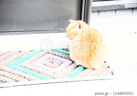 玄関の前で待っている猫 玄関の前で待っている猫 124605052