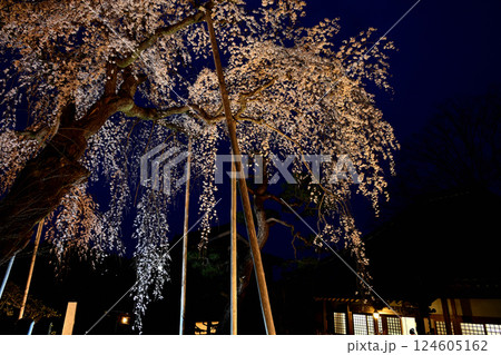 高原寺　ライトアップ　枝垂れ桜と本堂 124605162