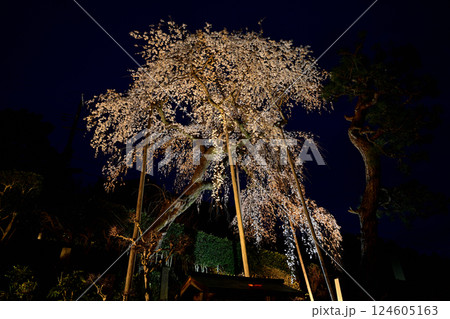 高原寺 ライトアップ 枝垂れ桜 高原寺 ライトアップ 枝垂れ桜 124605163