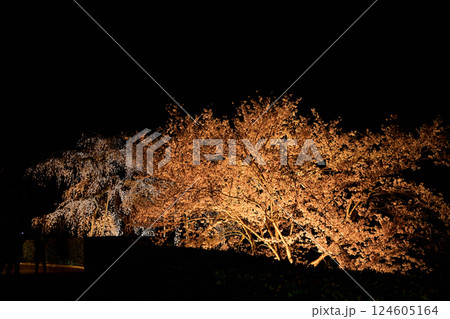 高原寺　ライトアップ　桜 124605164